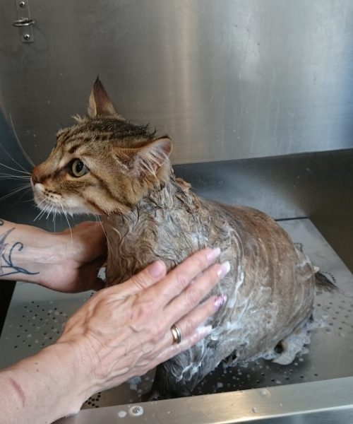 Pixie Bob tijdens het wassen.